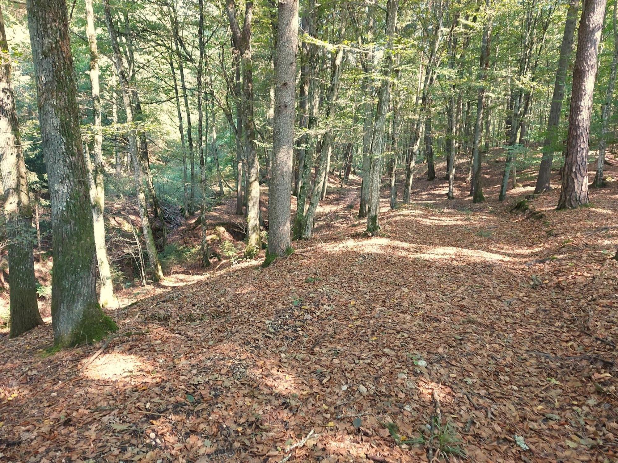 Limbach im Burgenland Landhaus Annmarie מראה חיצוני תמונה